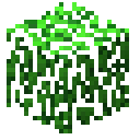 leaves_oak