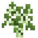Sapling Birch sapling_birch
